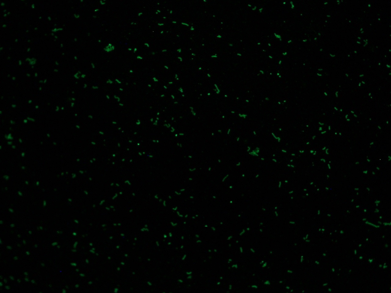 Listeria monocytogenes
