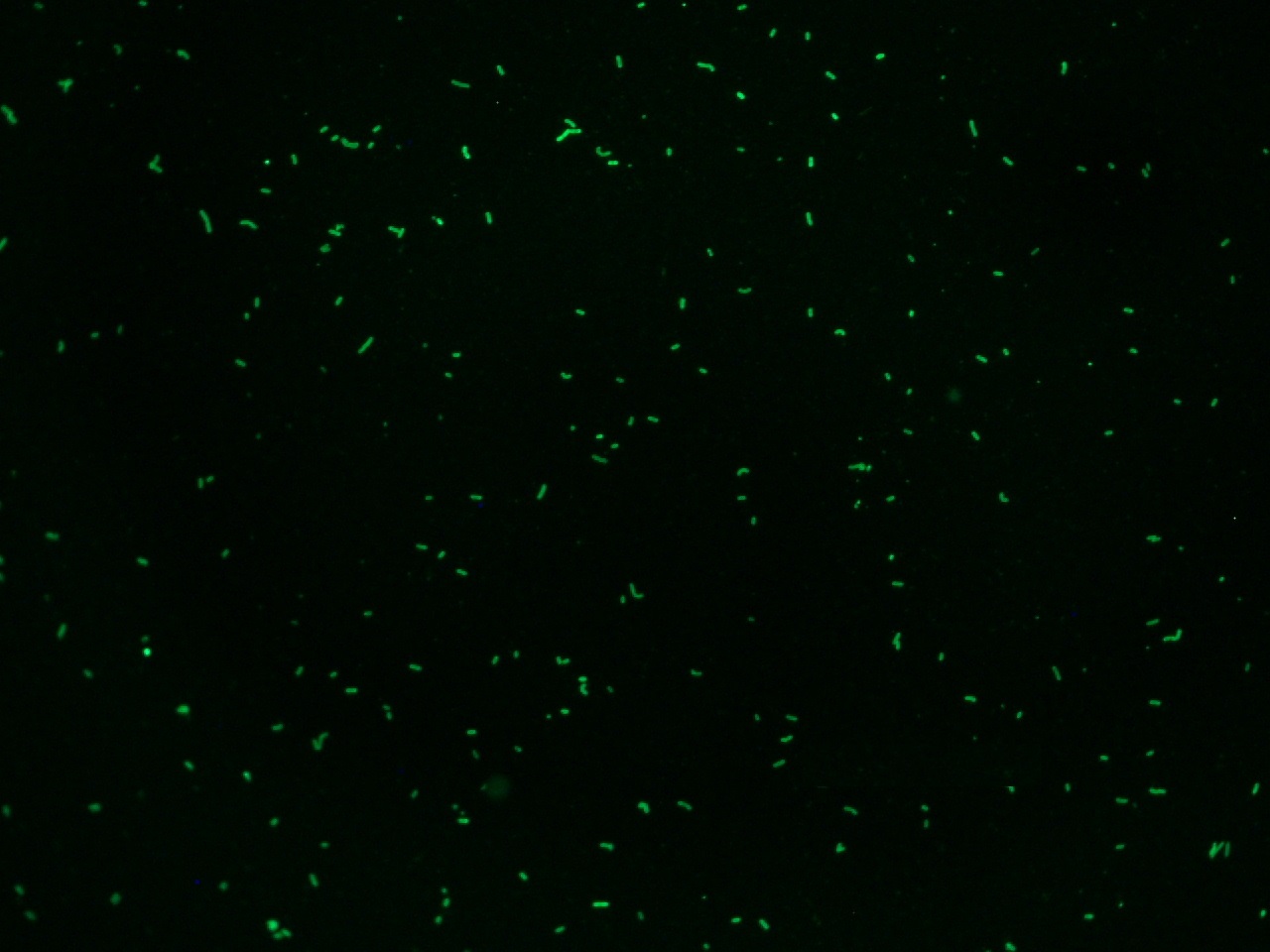 Listeria monocytogenes