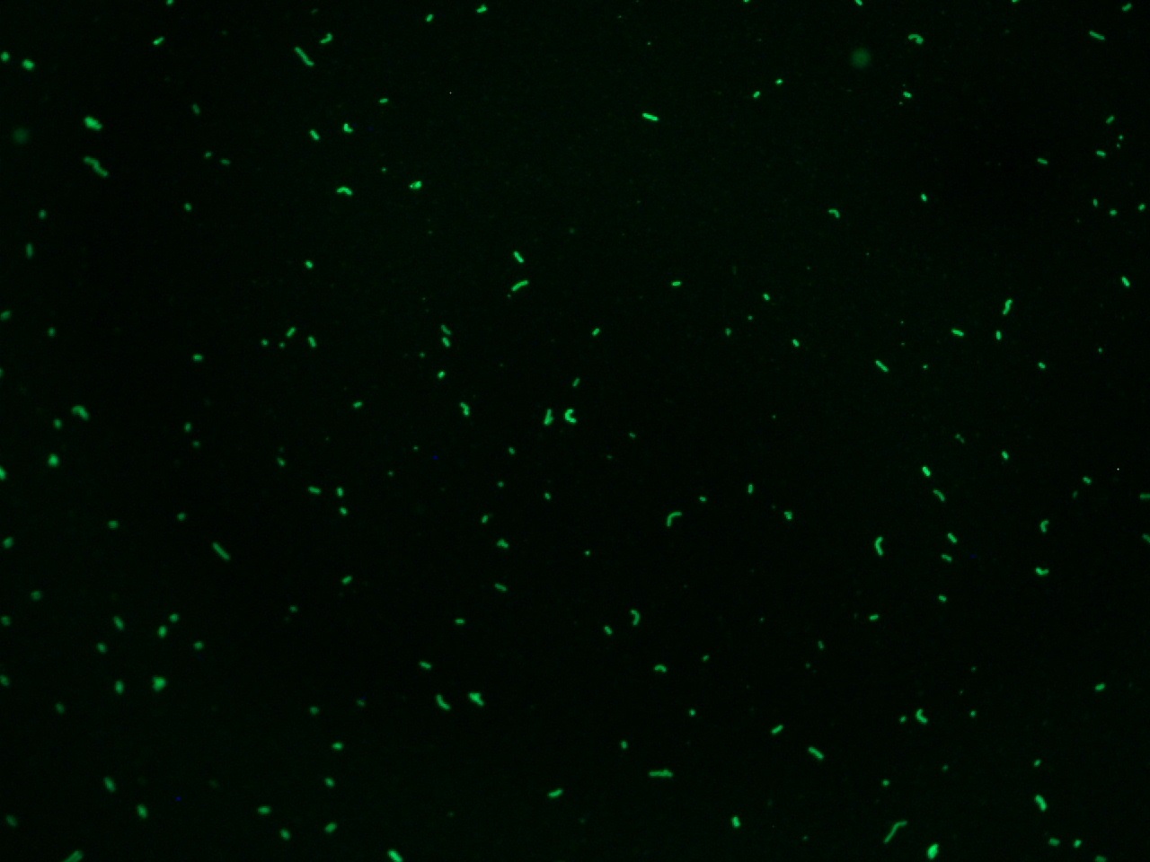 Listeria monocytogenes