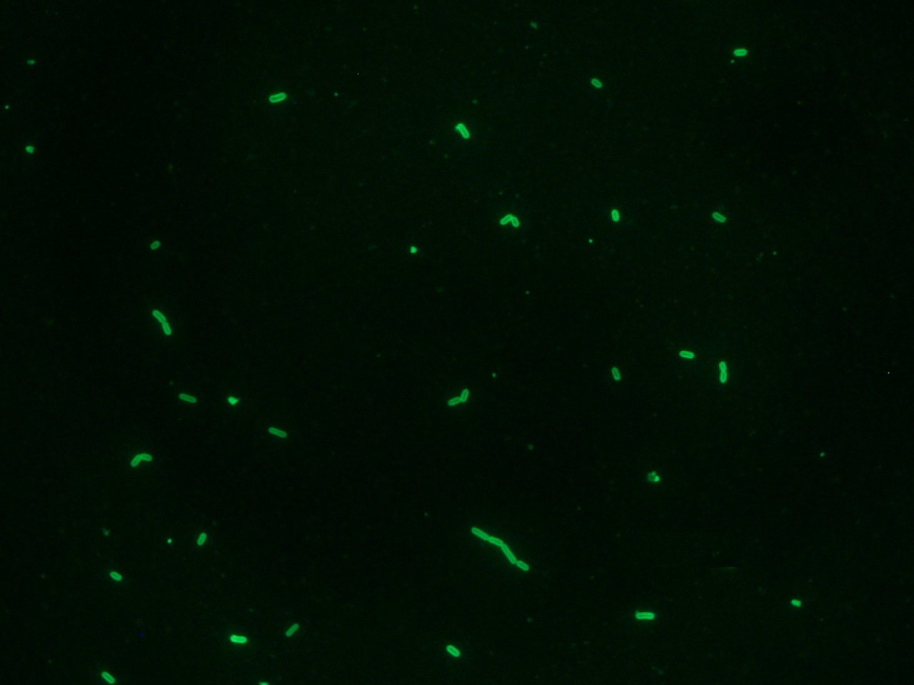 Listeria monocytogenes