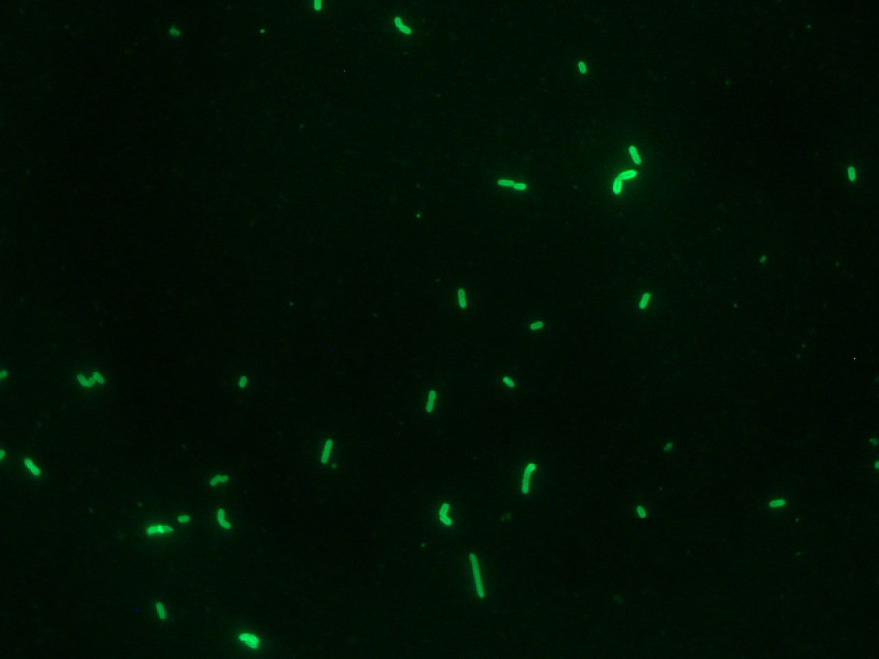 Listeria monocytogenes