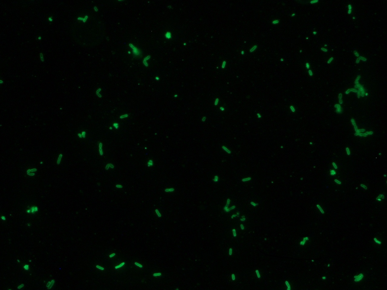 Listeria monocytogenes