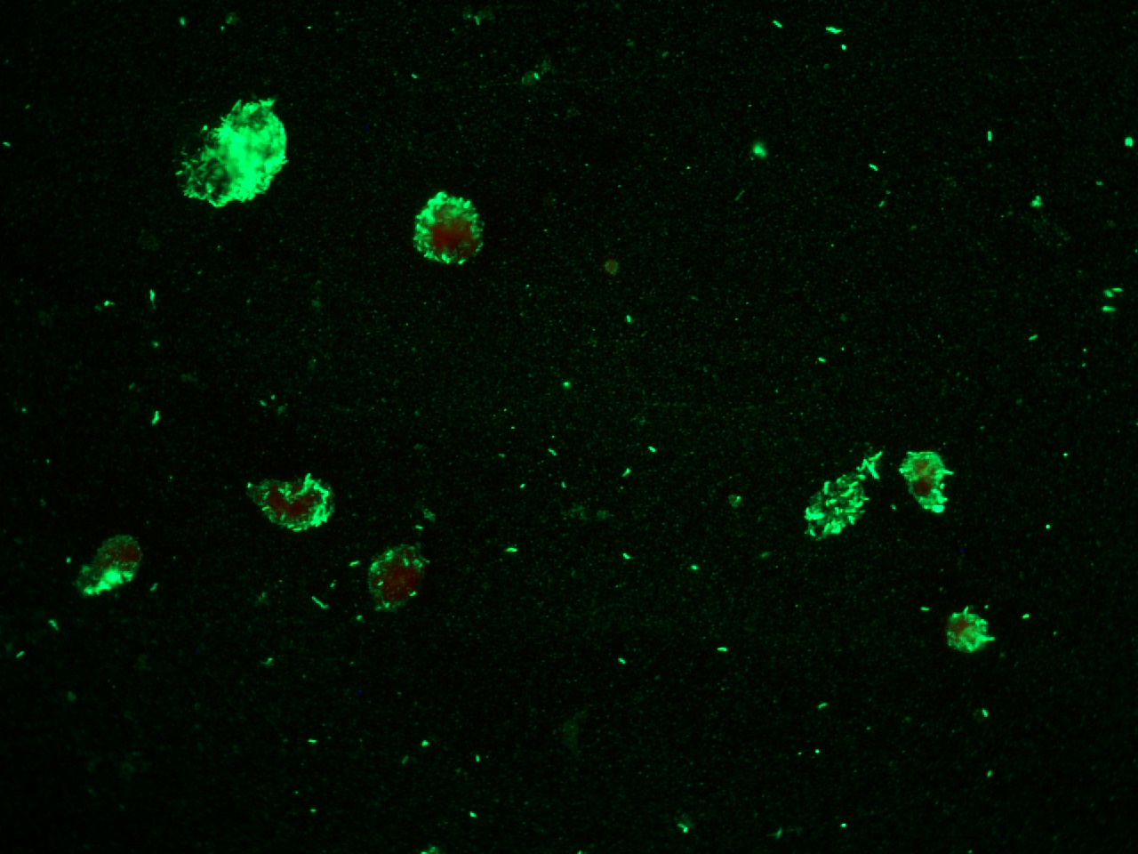 Lawsonia intracellularis