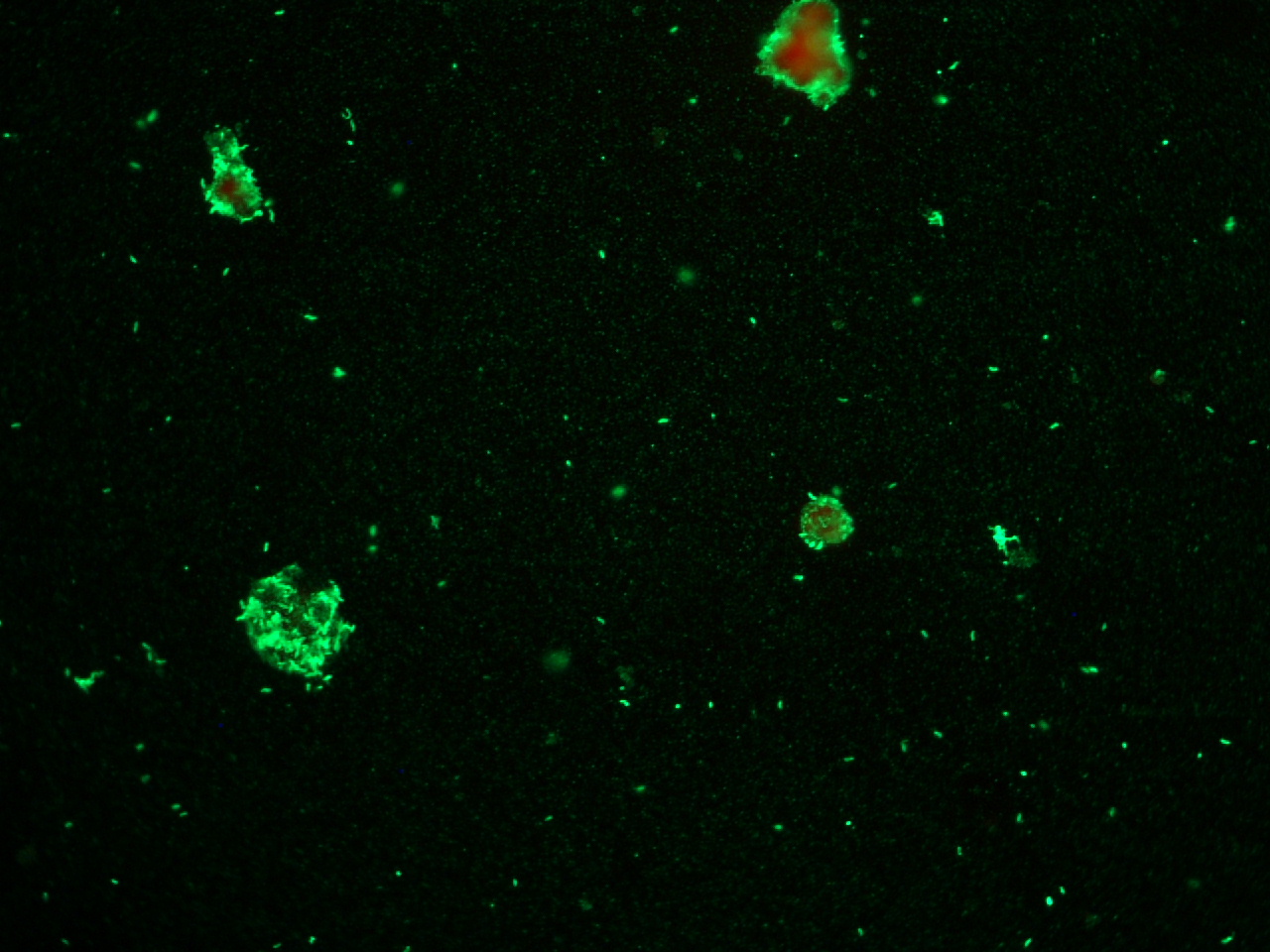 Lawsonia intracellularis