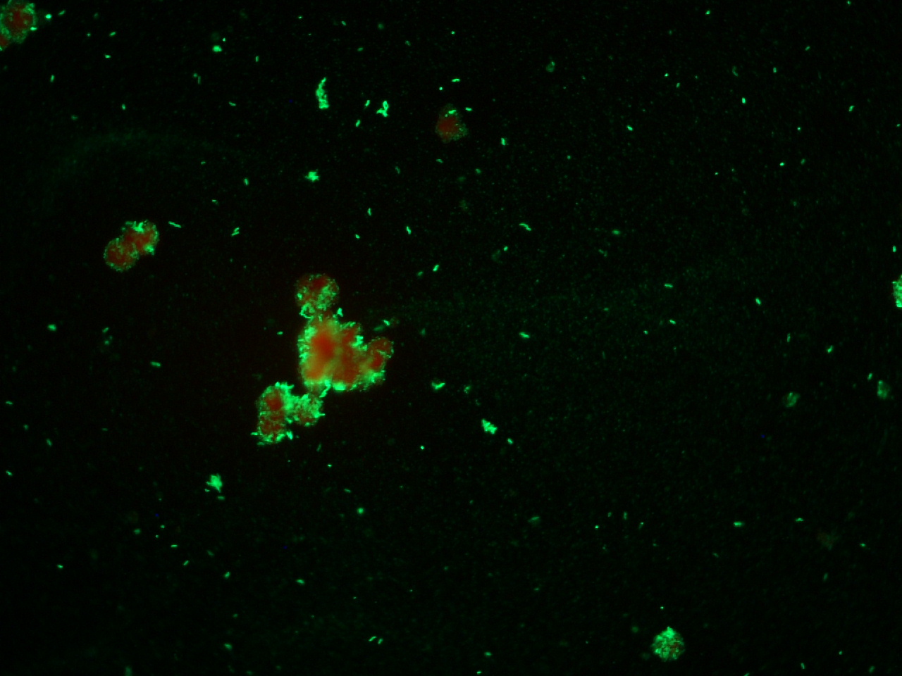Lawsonia intracellularis