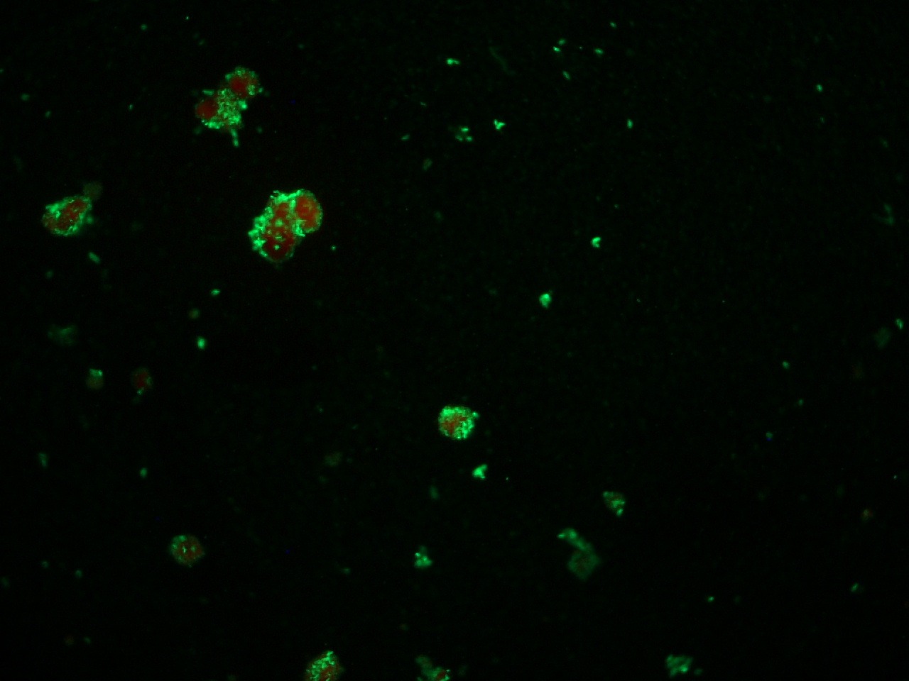Lawsonia intracellularis