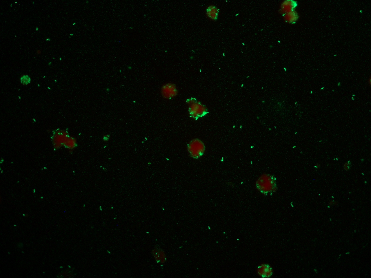Lawsonia intracellularis