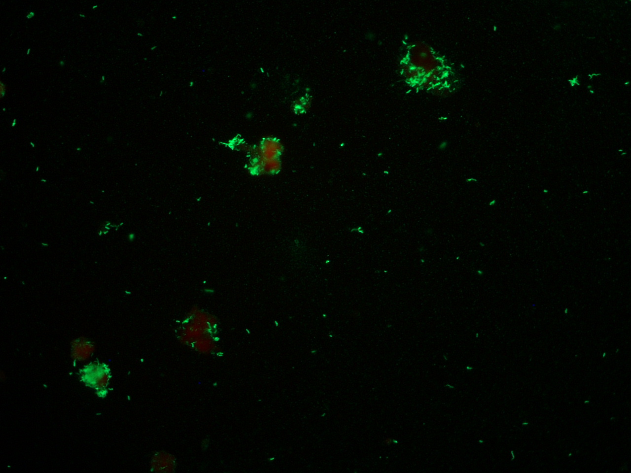 Lawsonia intracellularis