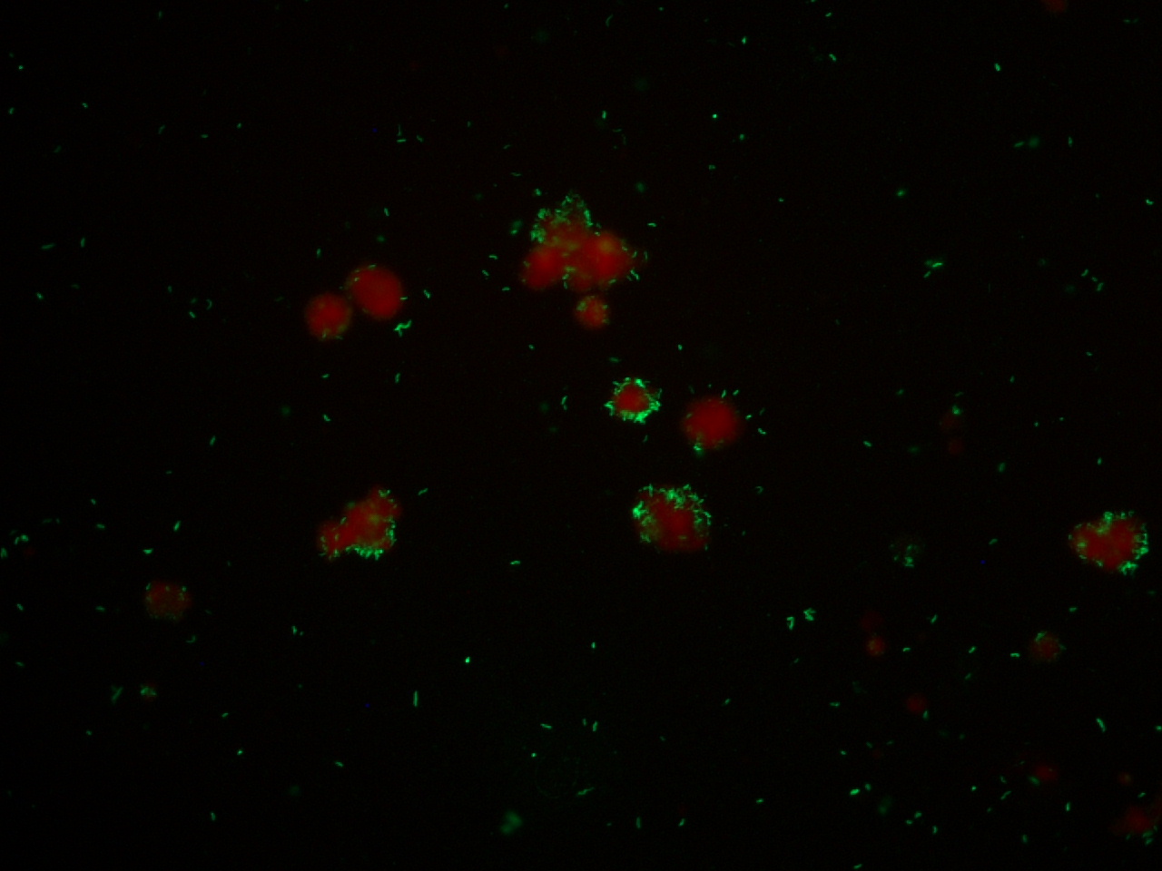 Lawsonia intracellularis