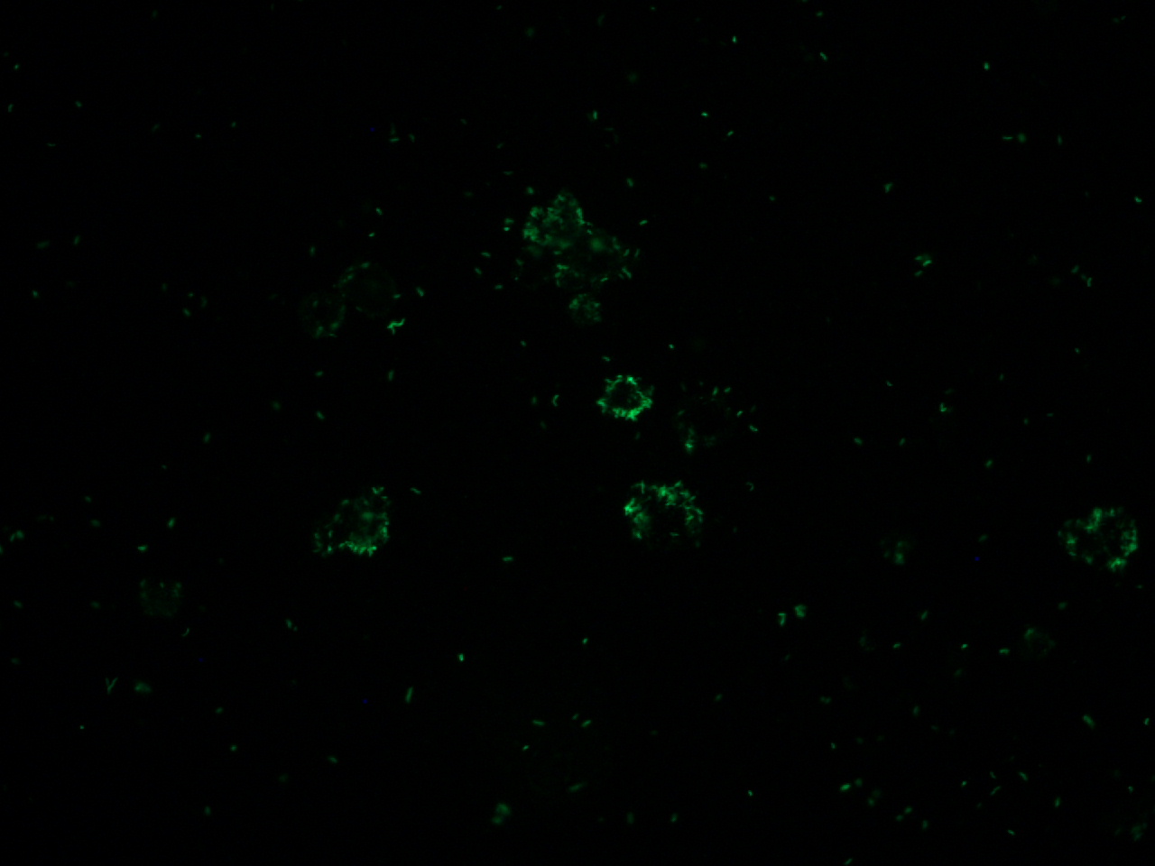 Lawsonia intracellularis