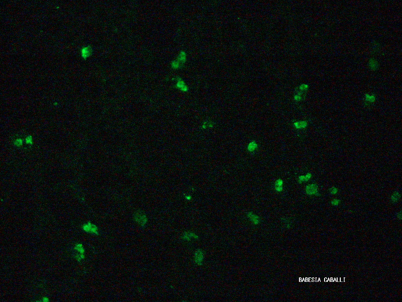 B. caballi 100x