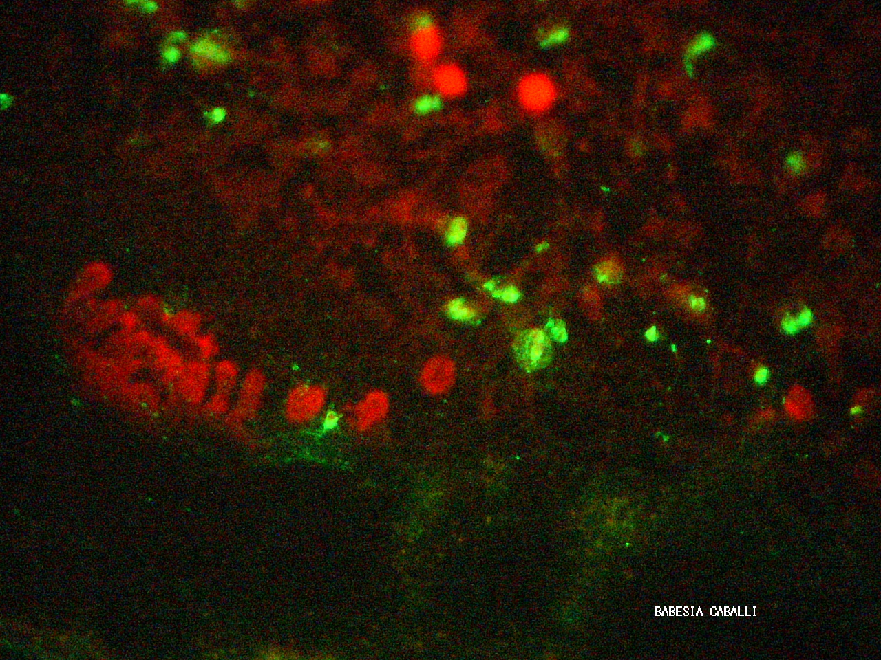 B. caballi 100x