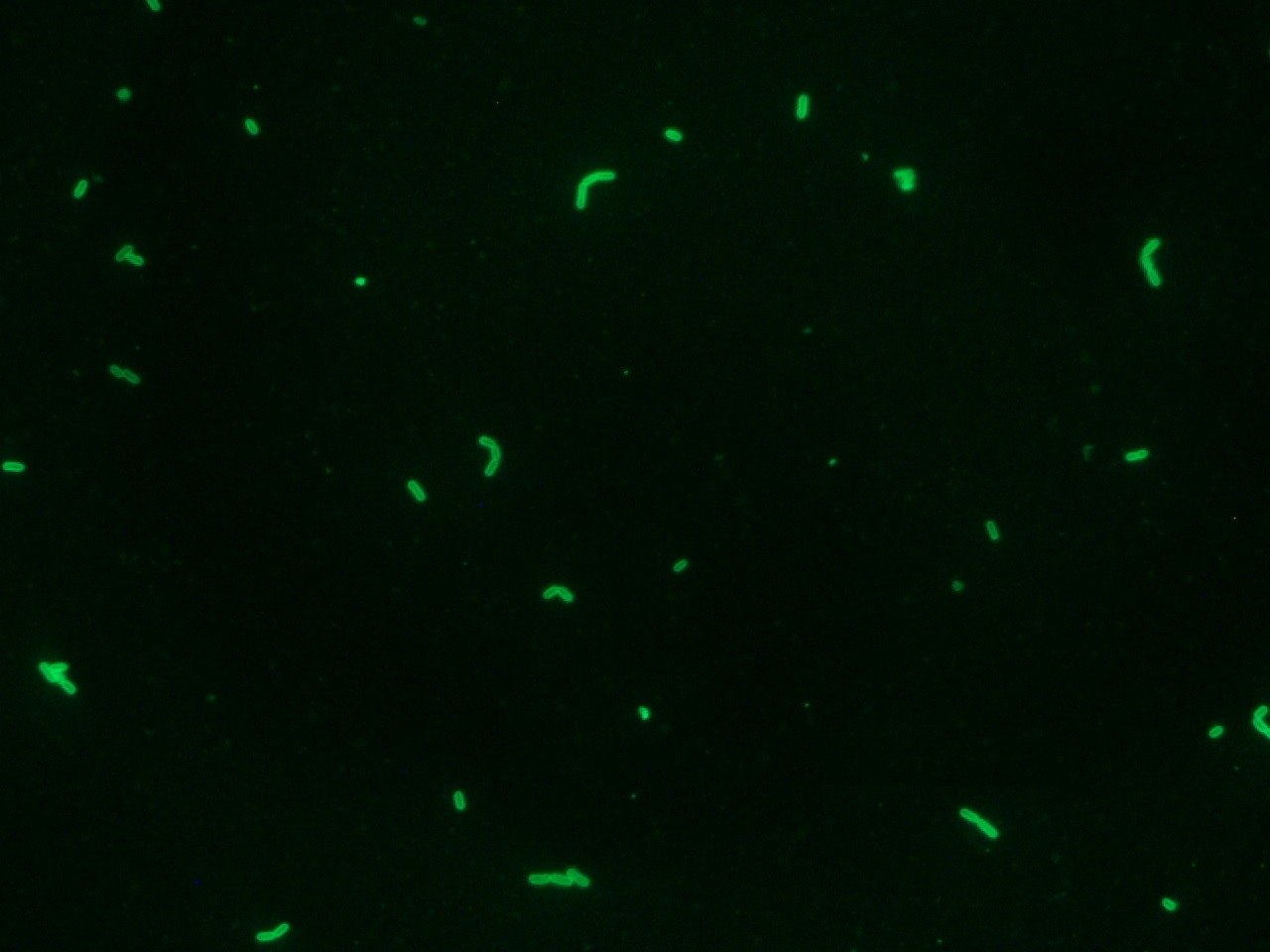 Listeria monocytogenes